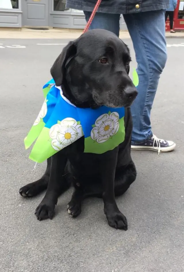 Dog with Yorkshire flag