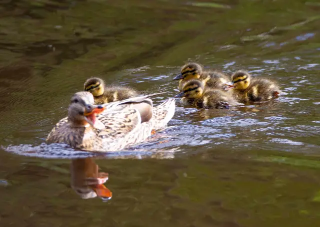 Froggatt duck and ducklings