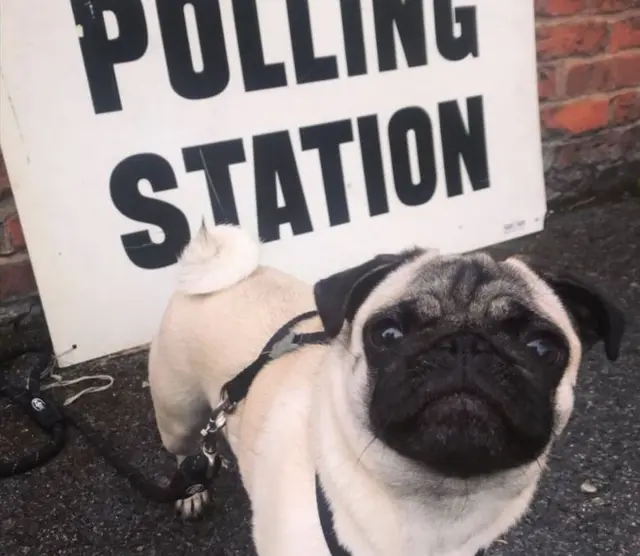 Pug at the polls