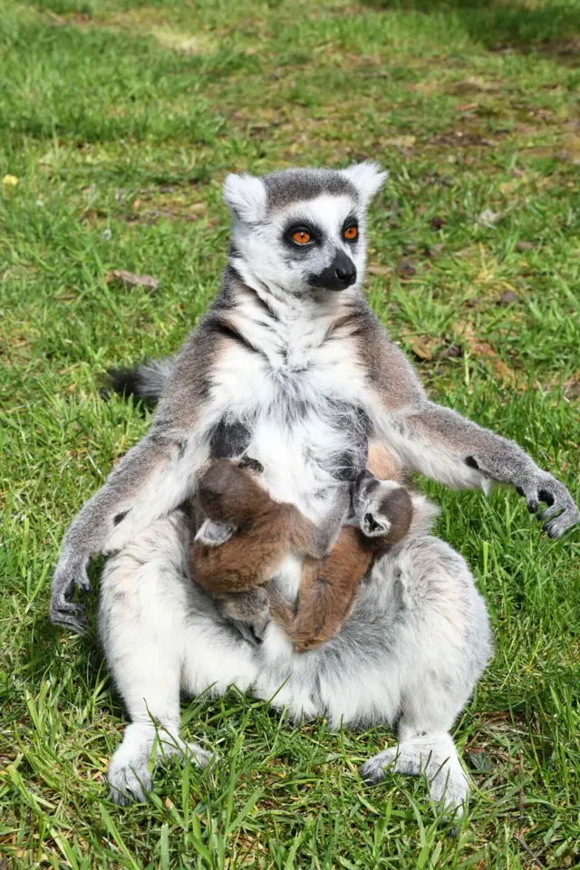 Baby Lemurs