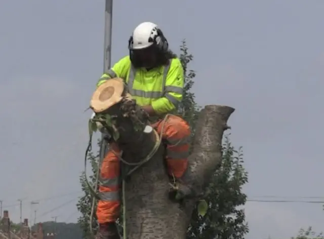 Tree felling