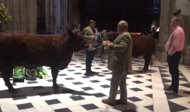 Cow in Cathedral