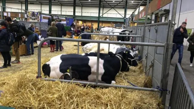 Cows at a previous county show