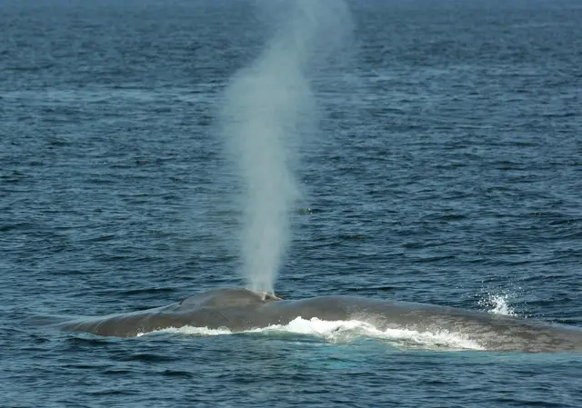 A blue whale exhales through its blowhole, in the Pacific Ocean off the coast of Long Beach, California on July 16, 2008