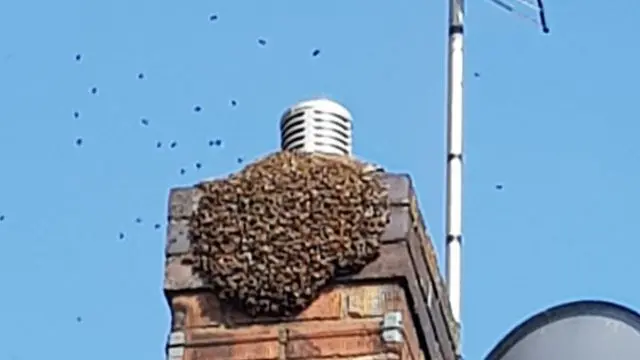 Bees around chimney