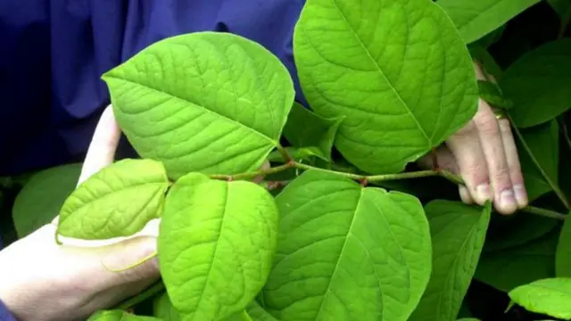 Japanese Knotweed