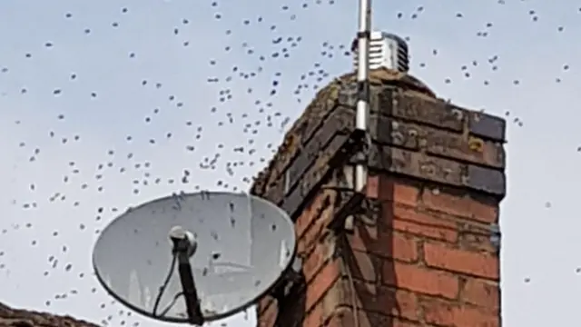 Bees around chimney