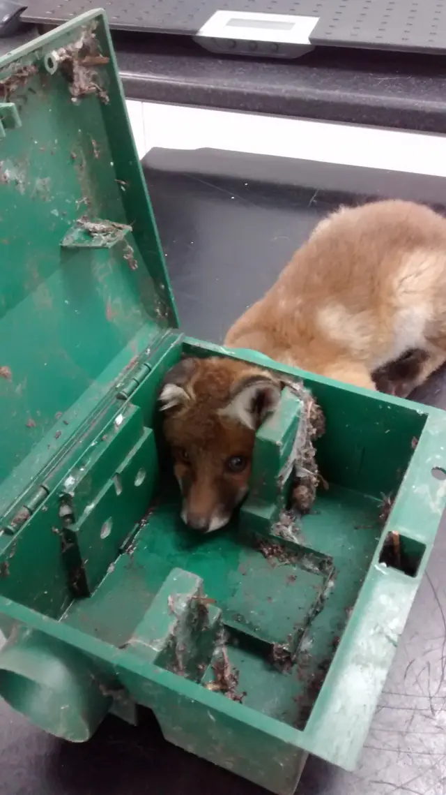 Fox with head in a bait box