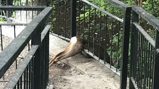 Deer stuck in railings