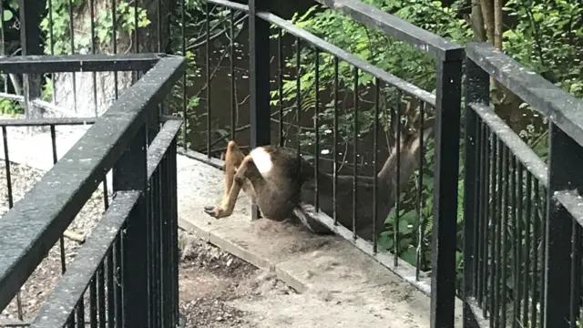 Deer stuck in railings