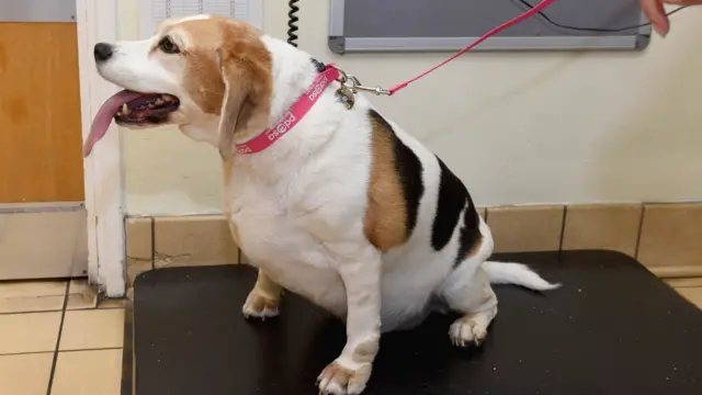 Bella the fat beagle