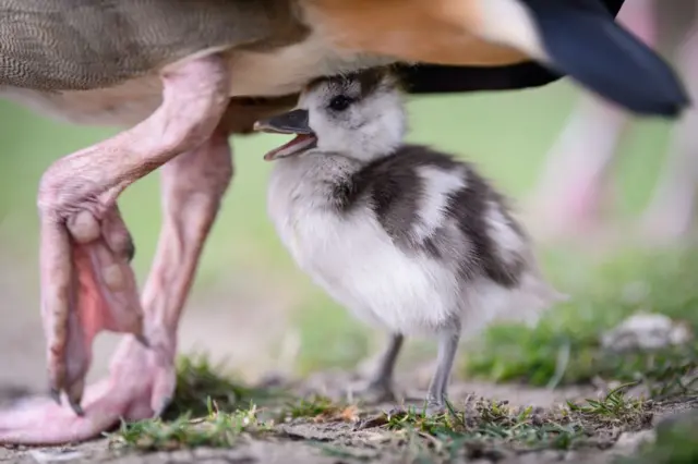 The chicklet of a Nile goose hides unter its mother in Stuttgart, southern Germany, on March 16, 2018.