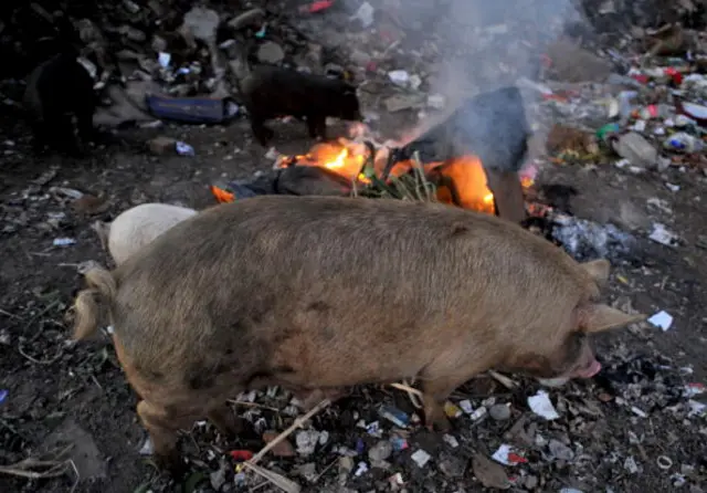 Pigs feed on trash near Mamelodi township in Pretoria on June 16, 2010