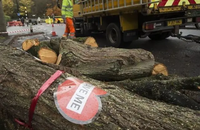 Tree felling issue has helped the Green Party increase votes