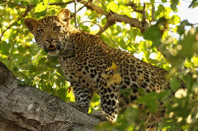 A young leopard calls out to his mother in the Mashatu game reserve on July 25, 2010 in Mapungubwe, Botswana.