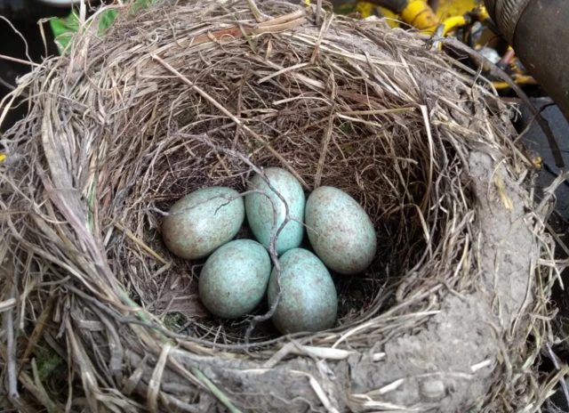 Nest