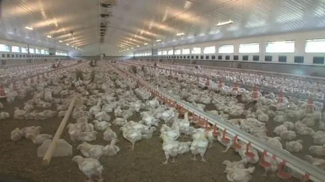 Hens in a poultry shed