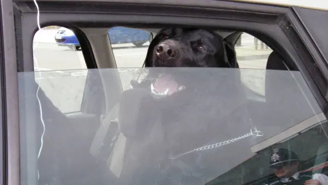 Dog in a car