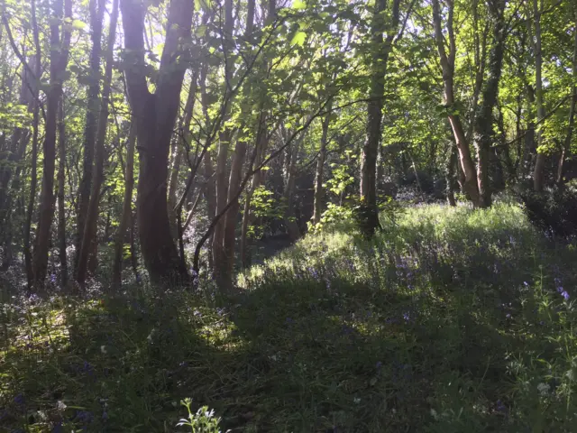 Bluebell woods