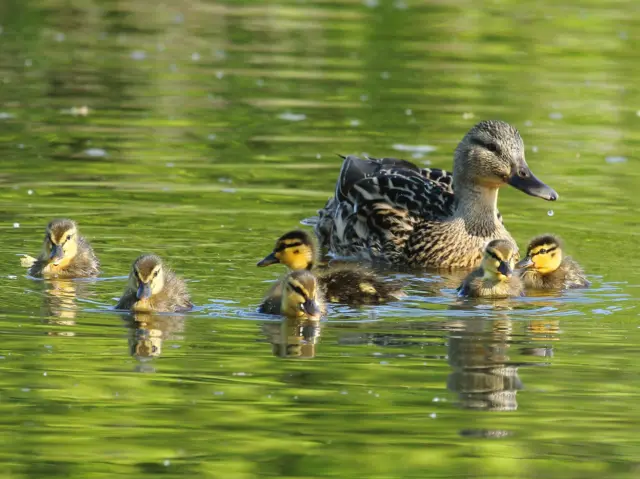 Kimberley ducks