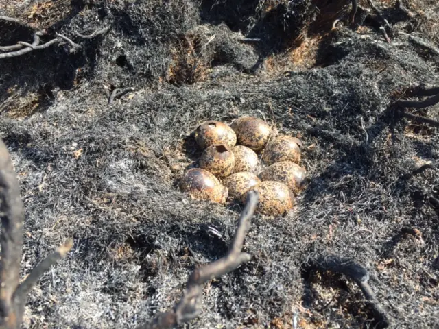 Burned eggs