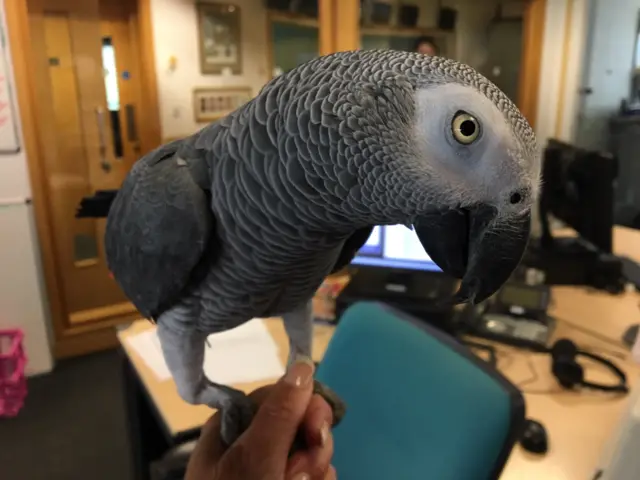 Millie, the parrot.