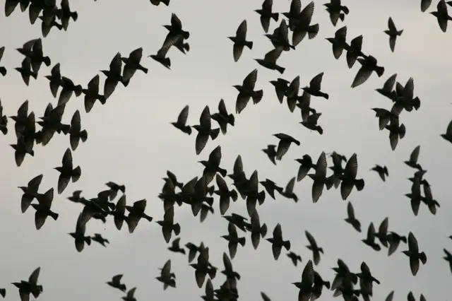 Starlings