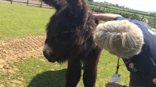 Humphrey, a nine-month-old Poitou donkey