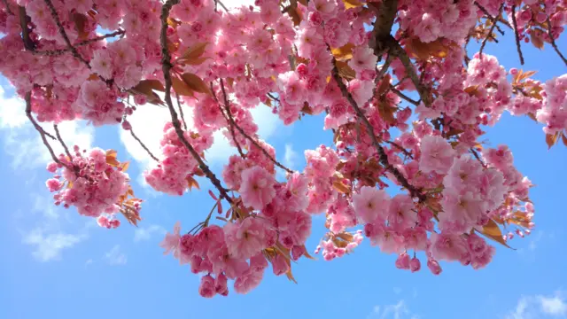 Cherry blossom in Knaresborough