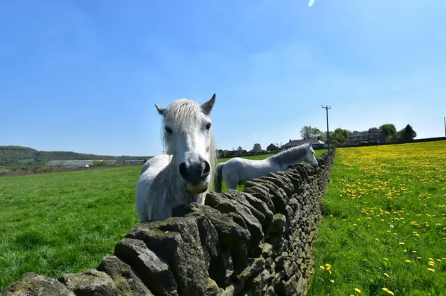 Horses in Honley