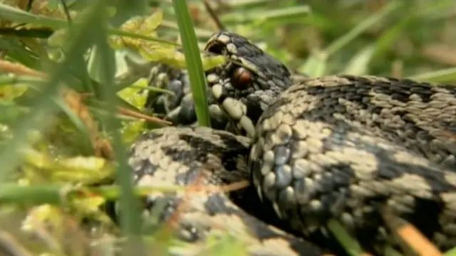 Snake on Kinver Edge