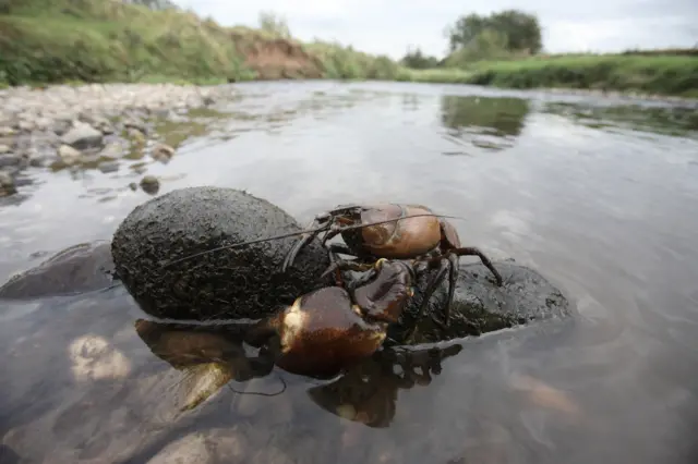 A signal crayfish