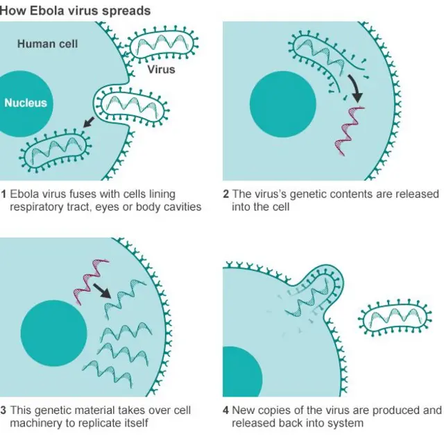 A graphic of a how Ebola spreads