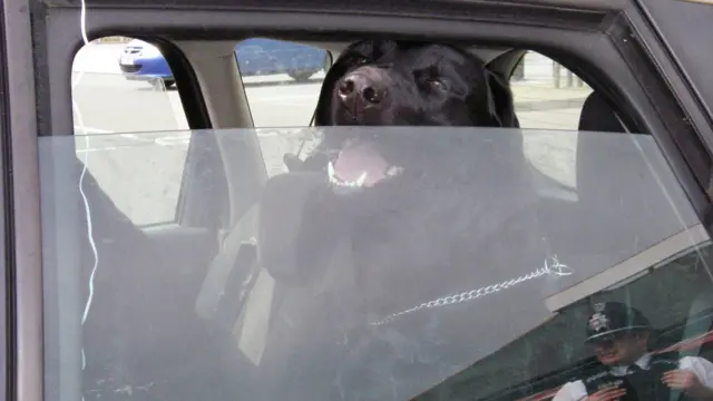 Dog in a car