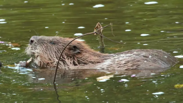 Beaver. Pic: Michael Symes/Devon Wildlife Trust