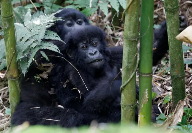 Endangered high mountain gorillas from Sabyinyo family play inside the forest within the Volcanoes National Park near Kinigi 01/06/2018