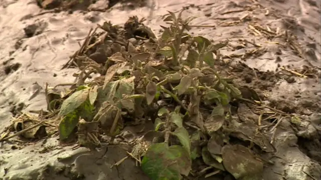 Potatoes suffering from blight