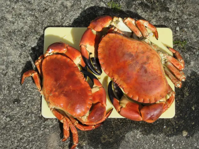 chancre crabs