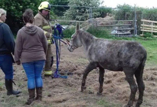 Donkey Rescue