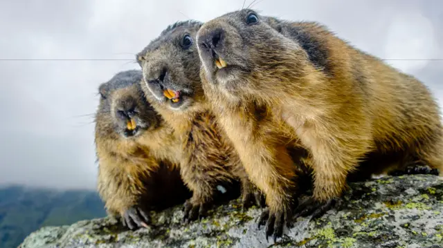 The groundhog jury