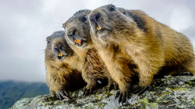 The groundhog jury