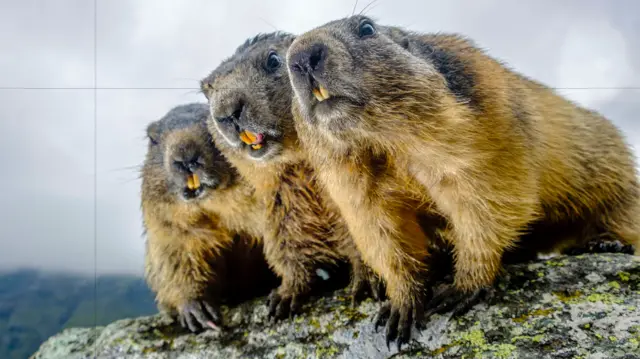 The groundhog jury