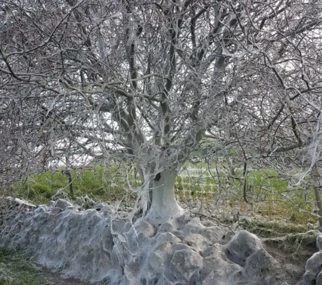 Kilnsey tree