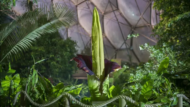 Titan arum