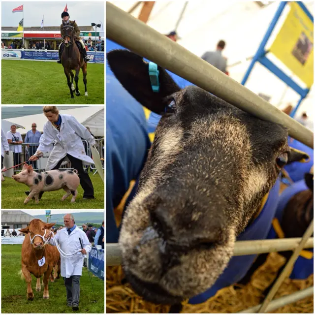 Royal Cornwall Show