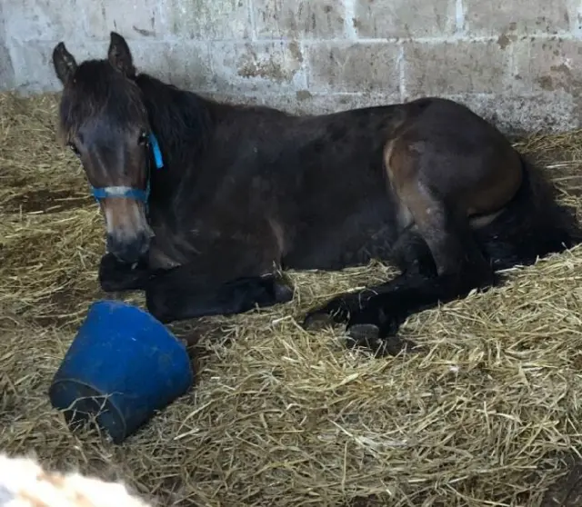 Abandoned horse