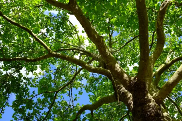 A plane tree