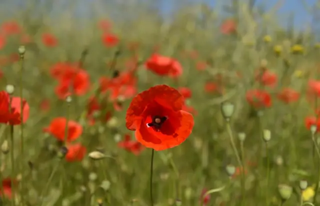 Poppies