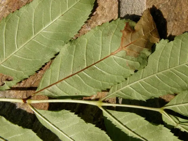 Tree showing ash dieback symptoms