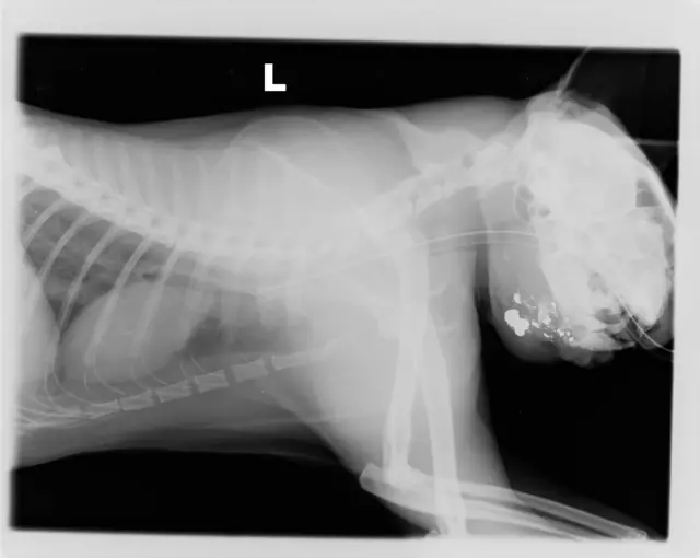 X-Ray of injured cat